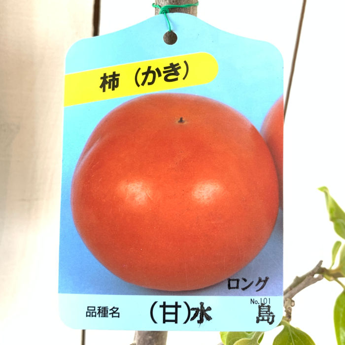 楽天市場】甘柿 苗木 基肄城 12cmロングポット苗 きいじょう カキ 苗 かき gv : 苗通販店：ぐりーんべりぃ