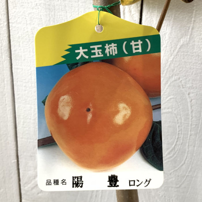 楽天市場】老爺柿（ロウヤガキ）雌木(メス) 7号 苗木(J04) : 千草園芸