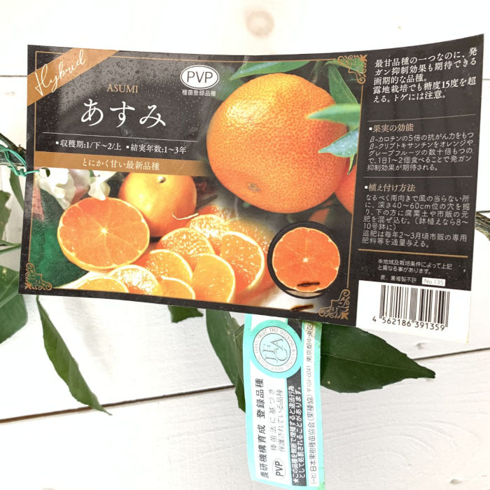 楽天市場】◇送料無料◇ みかん 苗木 【あすみ ［登録品種］】 3年生