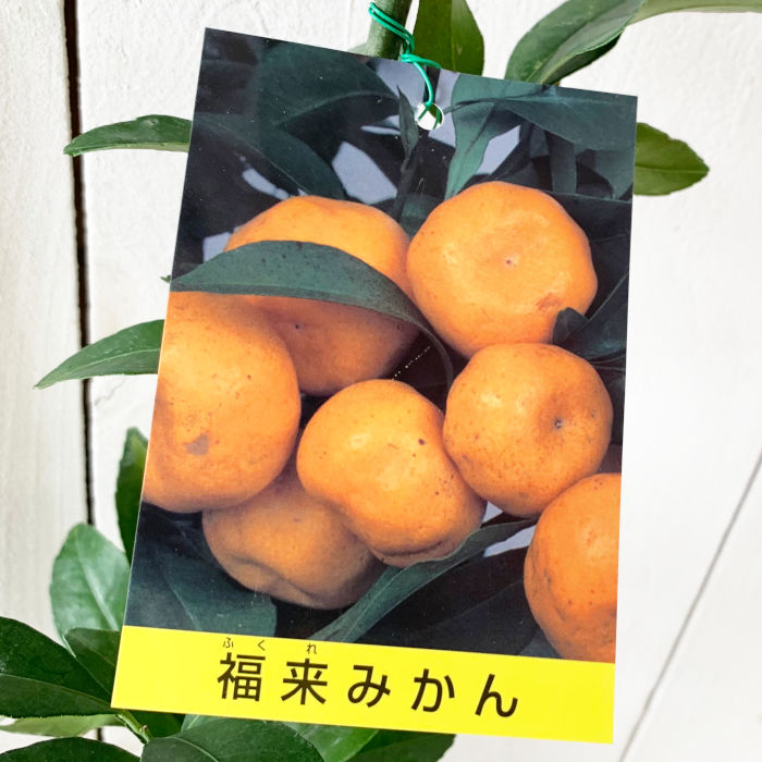 楽天市場】みかん苗 ふくれみかん（福来） 13.5cmポット 送料無料
