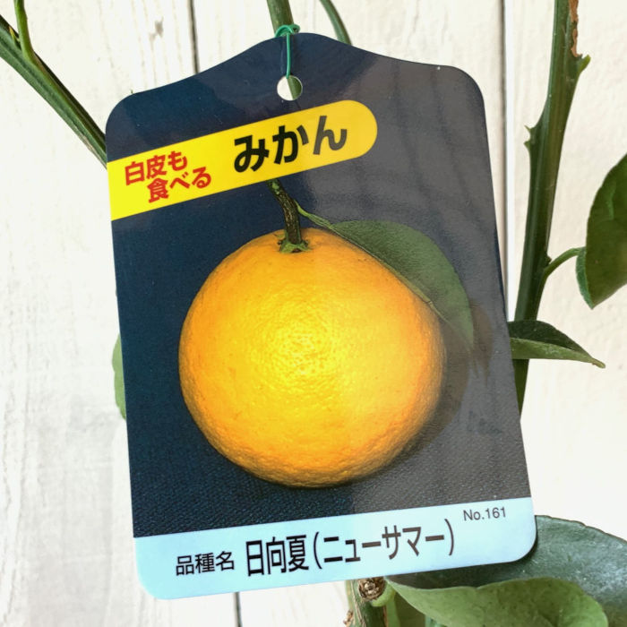 楽天市場】みかん 苗木 日向夏（ニューサマーオレンジ）《果樹苗