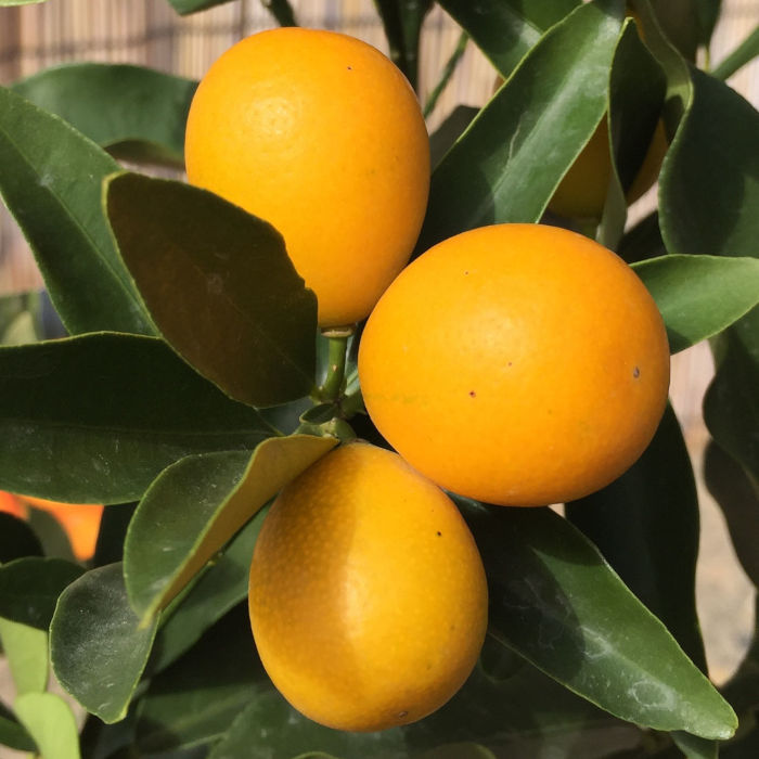 楽天市場】【たまたま金柑】素掘り苗接木苗 2年生金柑※納期指定:発送