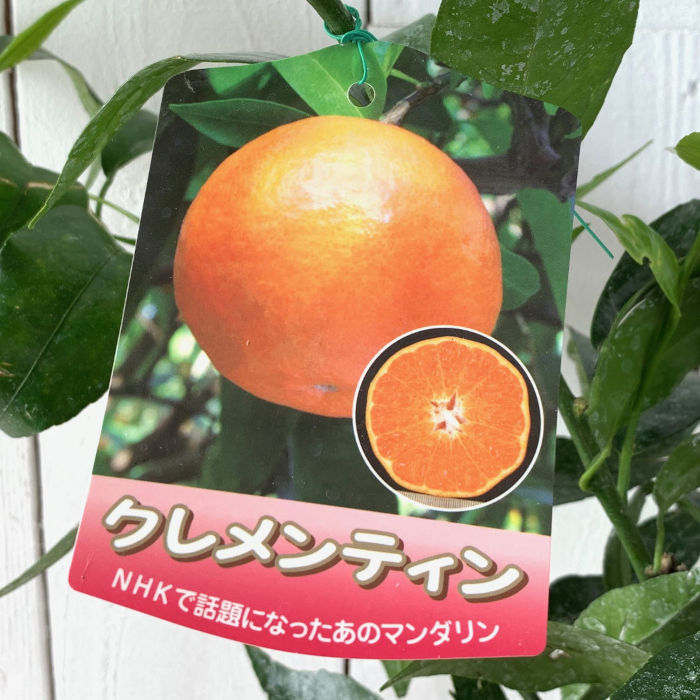 オレンジ 苗木 クレメンティン 15cmポット苗 オレンジ 苗 gv
