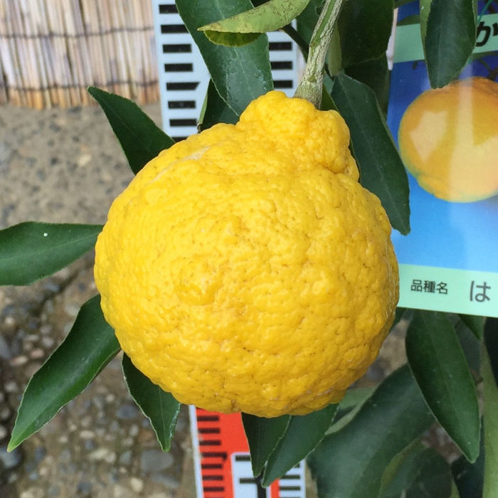 楽天市場】◇送料無料◇ □優良2年生大苗□ オレンジ 苗木 【はるか