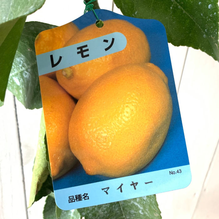レモン 苗木 マイヤー 四季成 13.5cmポット苗 れもん 苗 檸檬 gv
