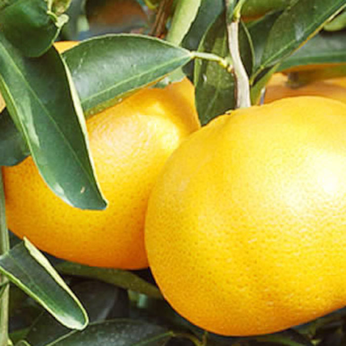 楽天市場】【とげ無しせとか】2年生 接木苗(素掘り苗)みかんの大トロ