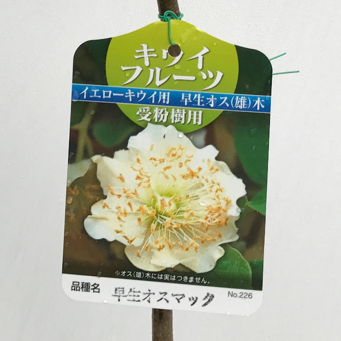 楽天市場】キウイ 苗木 香緑 (緑実メス) 12cmポット苗 こうりょく キウイ 苗 キウイフルーツ gv : 苗通販店：ぐりーんべりぃ