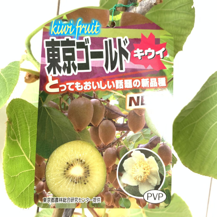 キーウィ 若木 日本の首都ゴールド (黄実刃針) (PVP) 15糎ポット苗 キーウィ 苗 キーウィフルーツ 書きとどめる亜種 gv