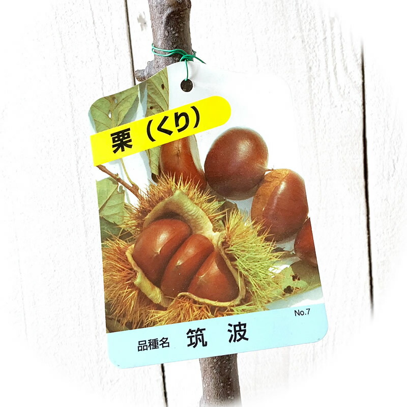 楽天市場】栗「筑波（つくば）」15cmポット苗 : 花と緑の専門店 土っ子