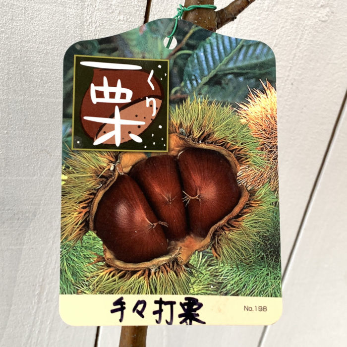 栗 苗木 手々打栗 15cmポット苗 くり 苗 クリ gv