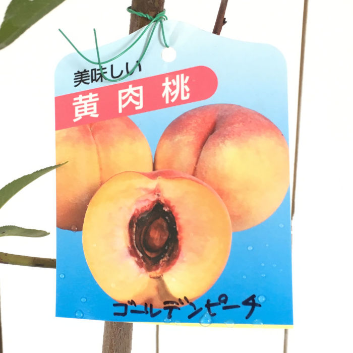 楽天市場】【ポイント2倍☆マラソン期間】桃の苗木 黄桃 果樹の