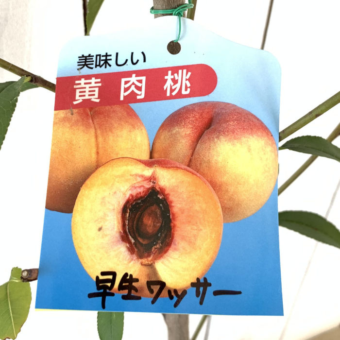 桃 苗木 早生ワッサー 13.5cmポット苗 もも 苗 モモ gv