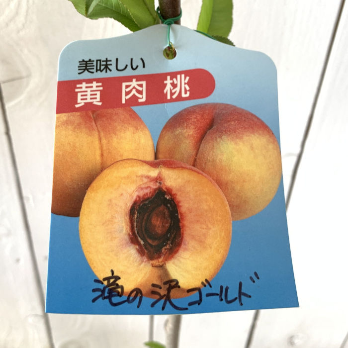 楽天市場】桃 苗木 早生ワッサー 13.5cmポット苗 もも 苗 モモ