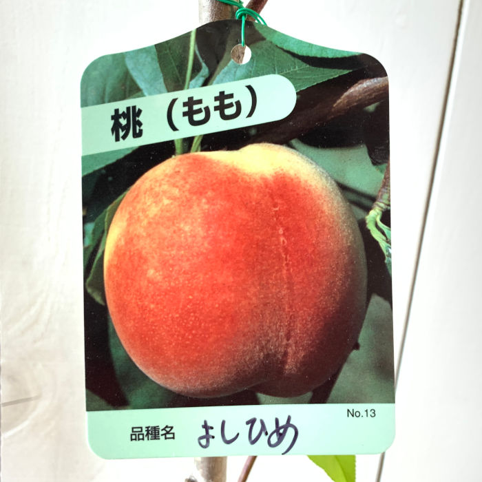 ひめもも        ２個セット momo011.jpg