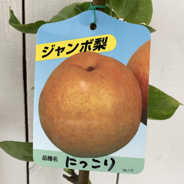 楽天市場】梨 苗木 甘太 (PVP) 15cmポット苗 かんた なし 苗 ナシ 登録