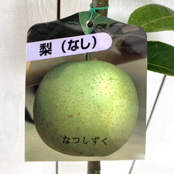 楽天市場】梨 苗木 甘太 (PVP) 15cmポット苗 かんた なし 苗 ナシ 登録