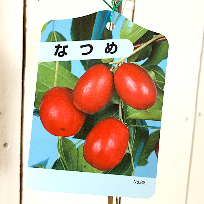 楽天市場】なつめ 苗木 【日本ナツメ】 3年生 約1.3m 大苗 棗 苗