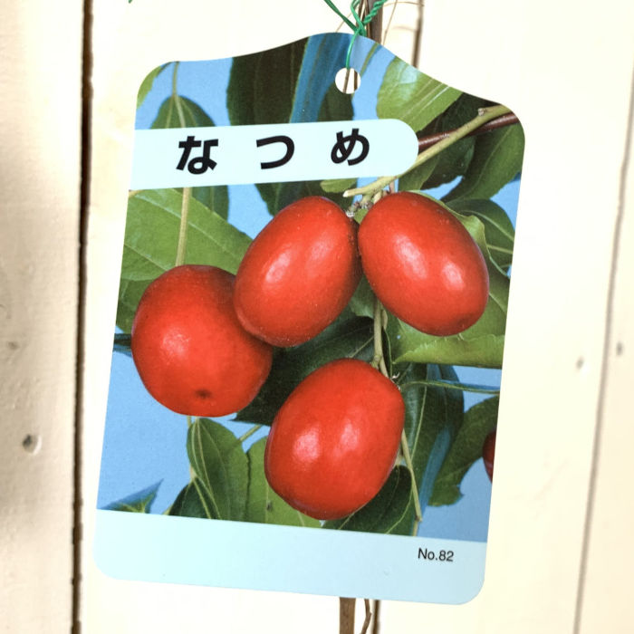 楽天市場】なつめ 苗木 【日本ナツメ】 1年生苗 棗 苗 果樹 果樹苗