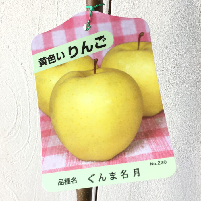 リンゴ 苗木 ぐんま名月 13.5cmポット苗 (ワイ性) りんご 苗 林檎