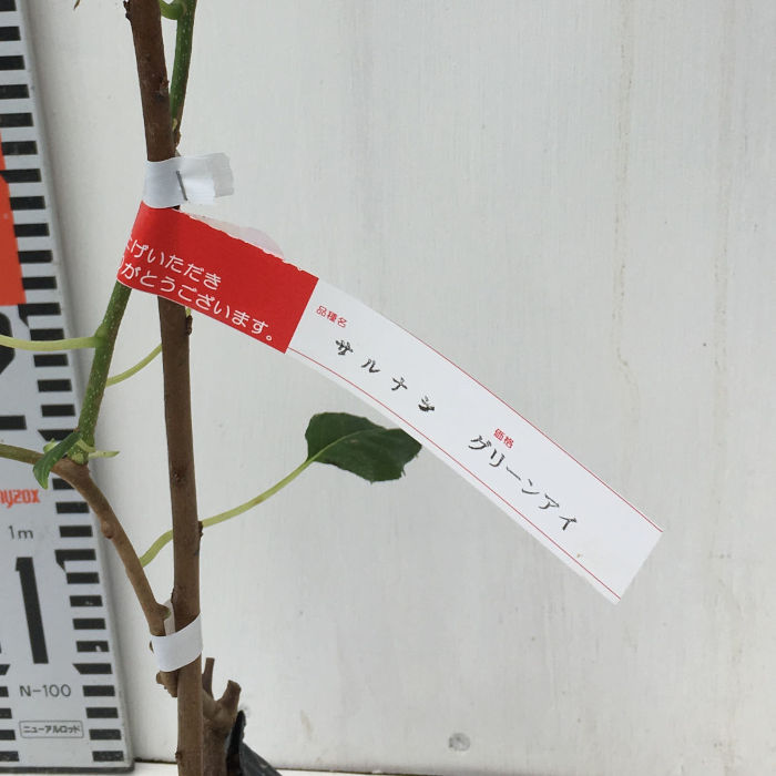 楽天市場】ジャンボサルナシ 5号ロングポット苗（y12) : 千草園芸