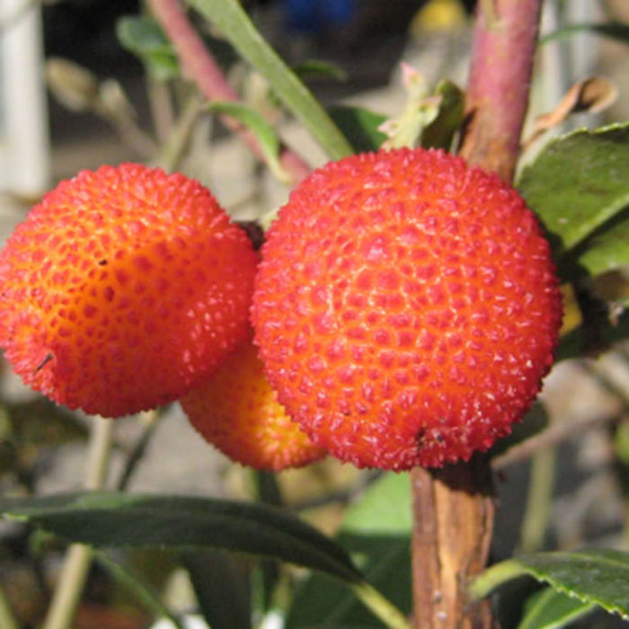 楽天市場】サントリー イチゴ苗 蜜香 3号ポット苗 一季なり : グリーン