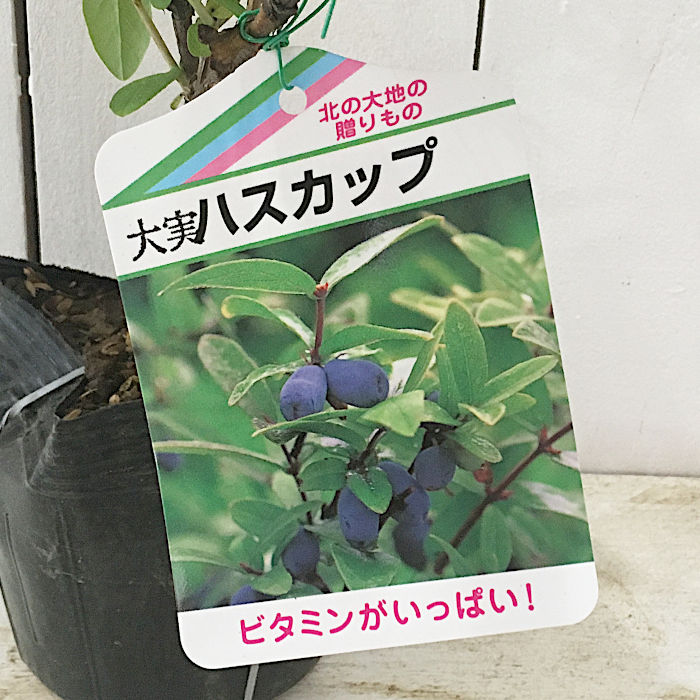 楽天市場】ハスカップ 苗 【 大実ハスカップ 】 ポット苗 ハニーベリー