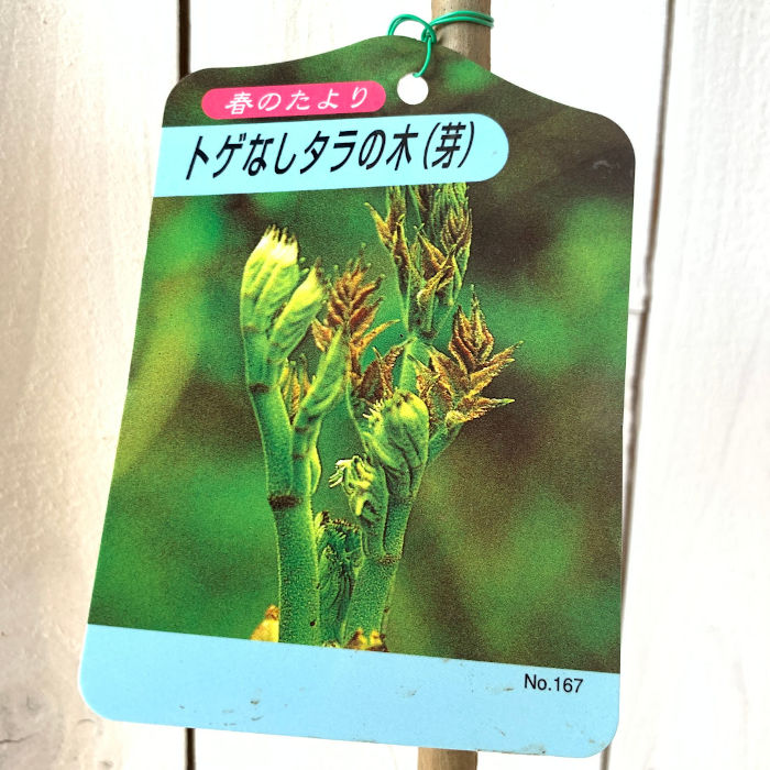 楽天市場 山菜 タラの芽 苗木 とげなしタラ 12cmポット苗 山菜 苗 Gv 苗通販店 ぐりーんべりぃ