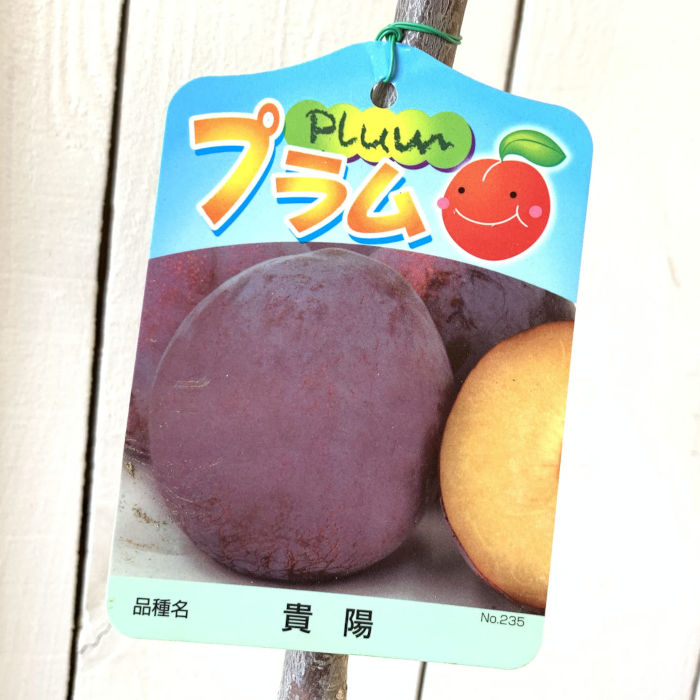 スモモ 苗木 貴陽 13.5cmポット苗 きよう すもも 苗 李 gv 4,780円