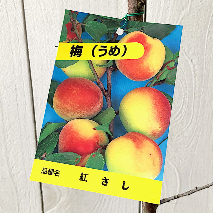 梅 紅さし 10㎏ ki8uページ ume005_01a.jpg