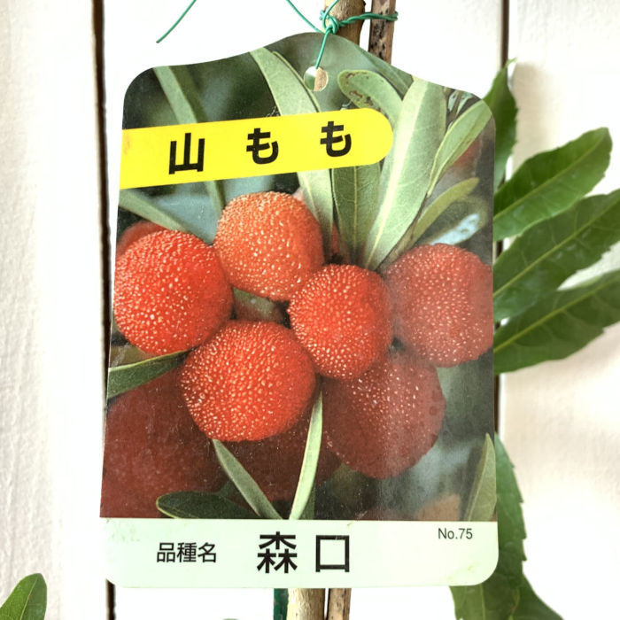 楽天市場】ミニ苗：山桃(ヤマモモ)*やまもも : 遊恵盆栽 楽天市場店