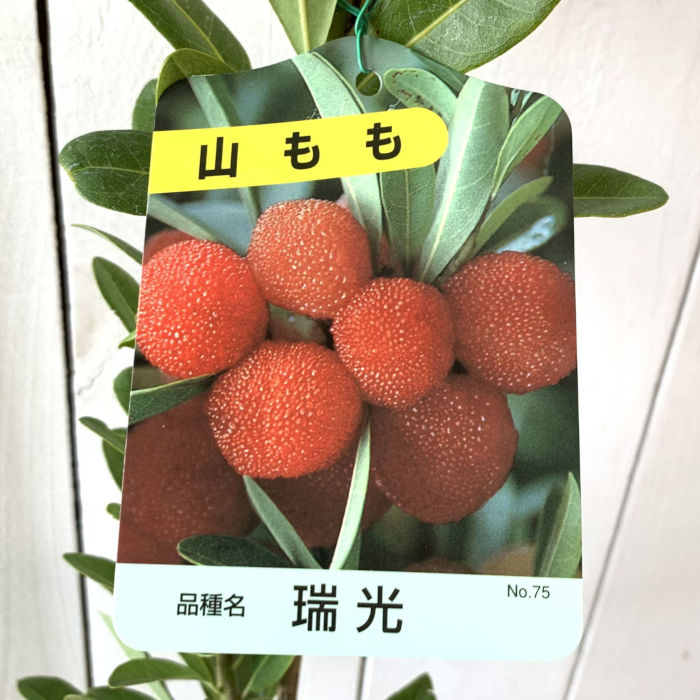 やまもも imgrc0140395015.jpg