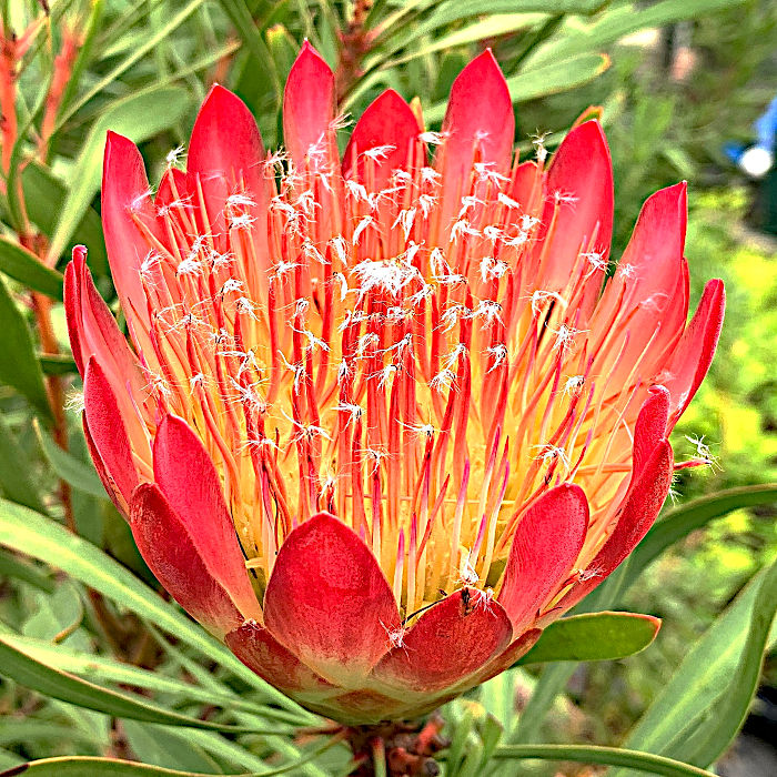 楽天市場】プロテア・スペシャルピンクアイス 6号 花無し【観葉植物