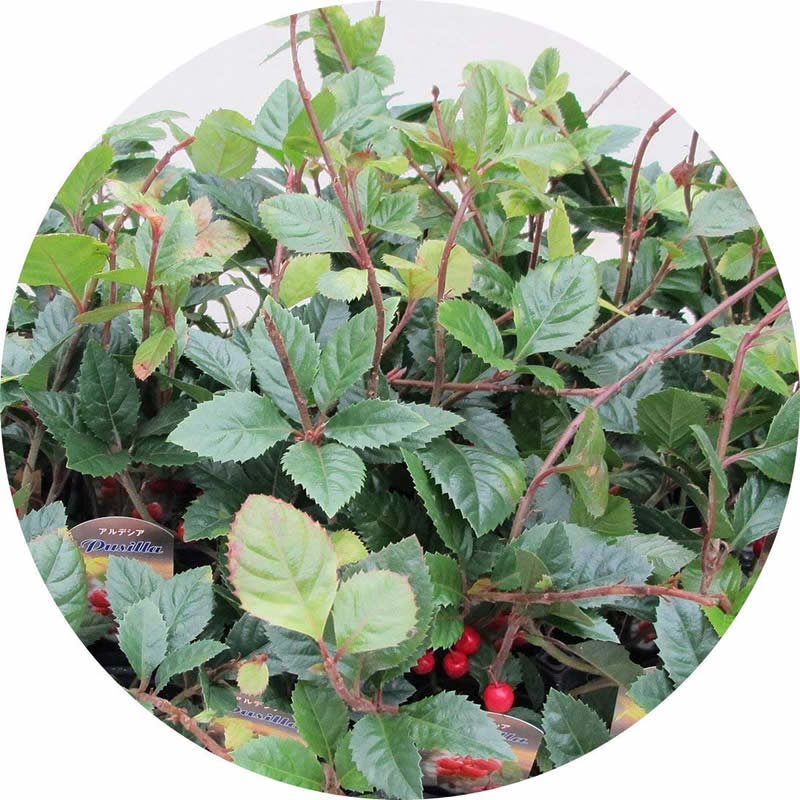 楽天市場 ヤブコウジ 苗木 つる性 9cmポット苗 やぶこうじ 苗 藪柑子 苗通販店 ぐりーんべりぃ