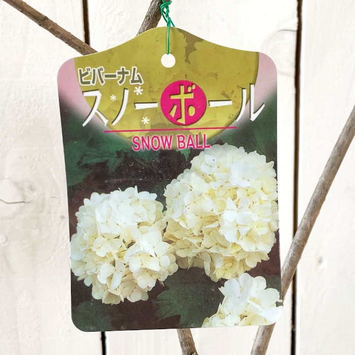 楽天市場 ビバーナム 苗木 スノーボール 13 5cmポット苗 3年生苗 ビバーナム 苗 苗通販店 ぐりーんべりぃ