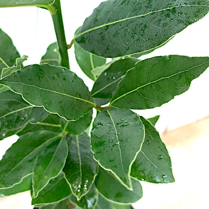 月桂樹さん専用 s-006_mail200915.jpg