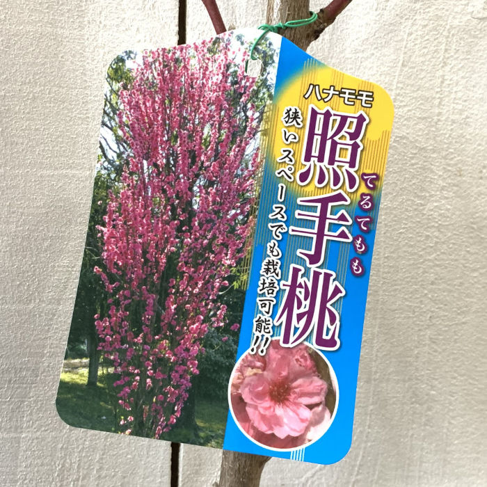 楽天市場】2026年4月中頃～5月開花照手桃 苗木 花桃 箒桃（ほうきもも
