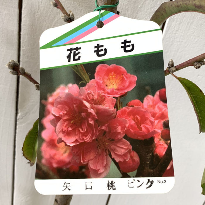 楽天市場】【矢口桃】 花桃 1年生接木苗 【予約販売】11〜12月頃入荷