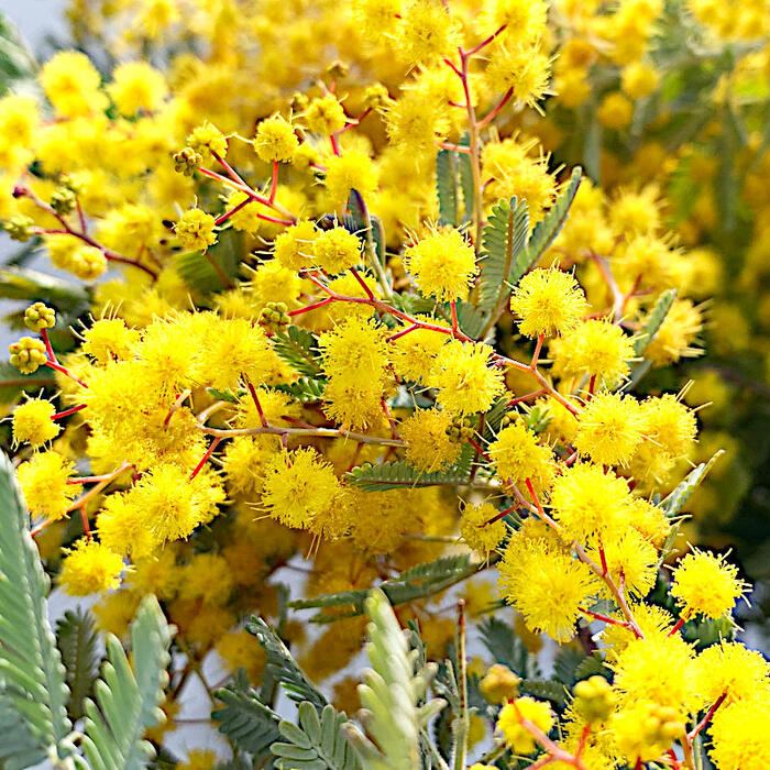 ミモザアカシア　　/ 654 ミモザアカシア 5号（15cm）ポット苗木 （ 銀葉アカシア ） : 花