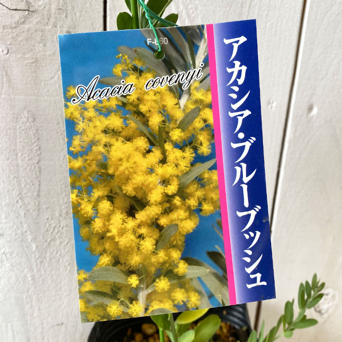 楽天市場 ミモザ 苗木 ブルーブッシュ 12cmポット苗 3年生苗 ミモザ 苗 Gv 苗通販店 ぐりーんべりぃ
