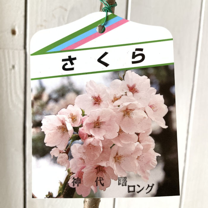 桜神様　25日頃 桜新町・桜神宮～2025 土肥桜が咲き始めています✿ | りょく☆の
