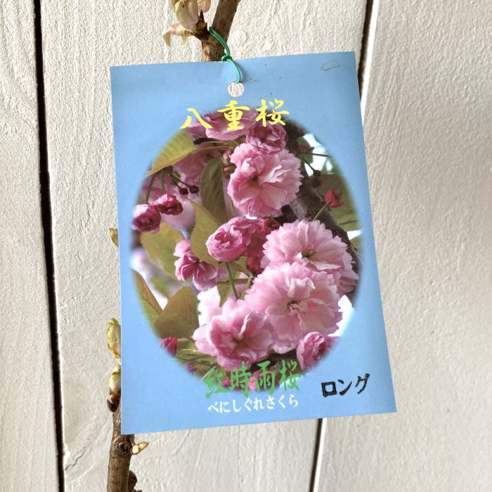 楽天市場】サクラ 紅吉野桜 15cmポット 苗 : トオヤマグリーン
