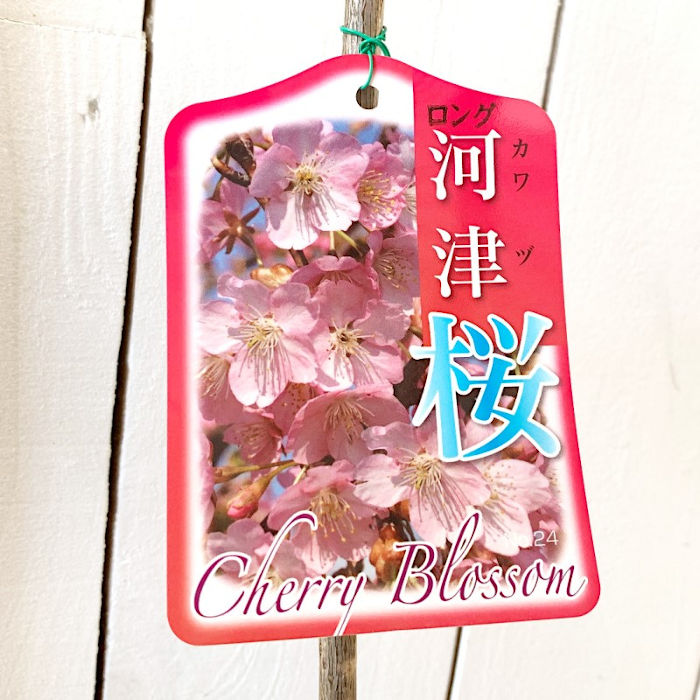 楽天市場 桜 苗木 河津桜 12cmロングポット苗 かわづざくら さくら 苗 サクラ Gv 苗通販店 ぐりーんべりぃ