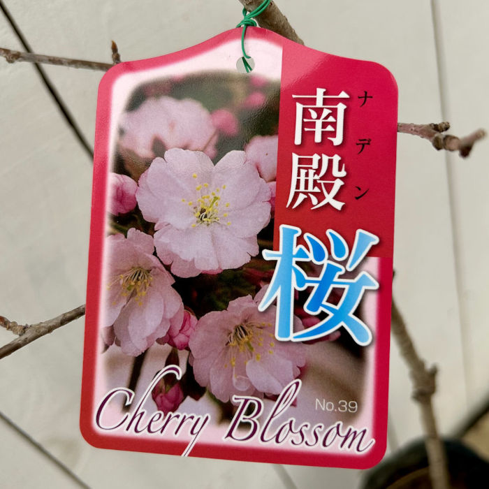 桜埜様　ポット 横浜緋桜 10.5cmポット苗 - Web-Garden 花光園