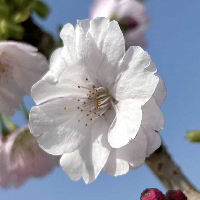 桜 ロング 桜 サクラ は何種類ある 基本的な14品種を写真つきで特徴や