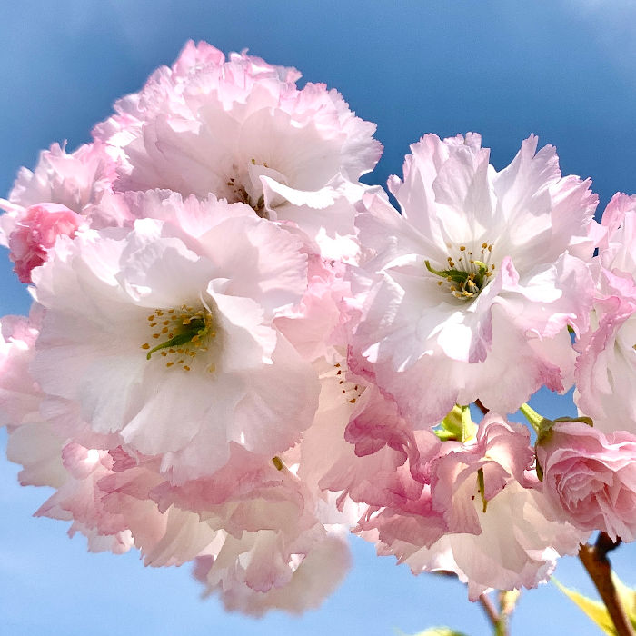 楽天市場 桜 苗木 松月桜 12cmロングポット苗 しょうげつざくら さくら 苗 サクラ Gv 苗通販店 ぐりーんべりぃ