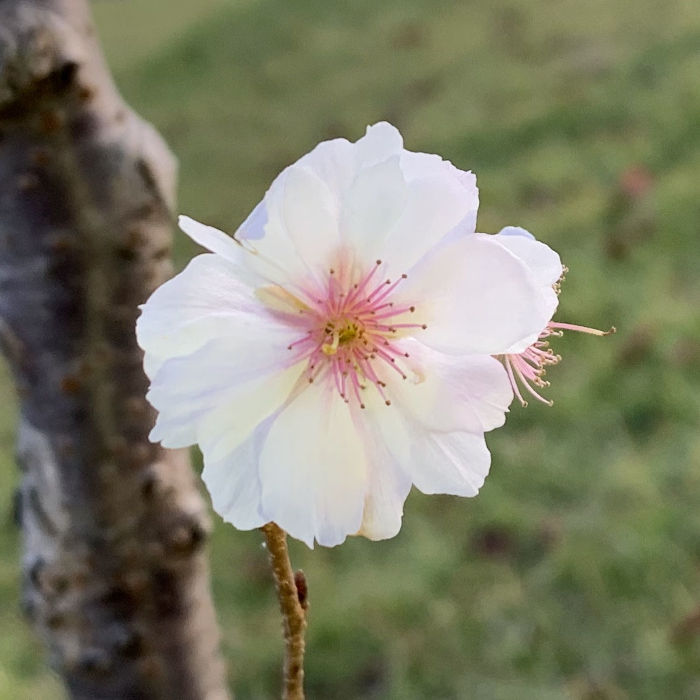 楽天市場】家庭樹・新苗落葉高木 桜 ( サクラ ) 紅吉野桜 4.5号
