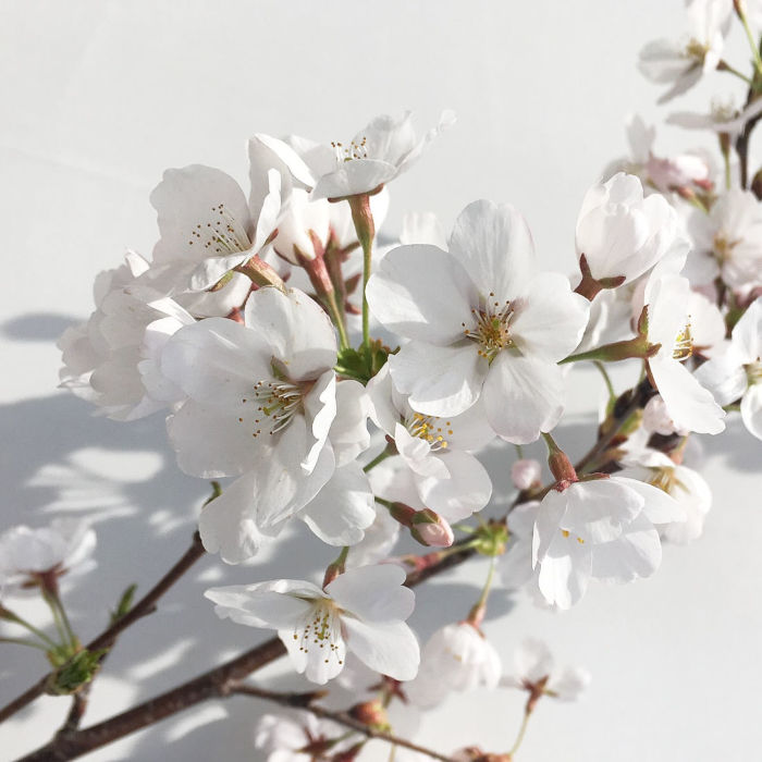 solol sakura 桜 NATURAL MOUNTAIN MONKEYS