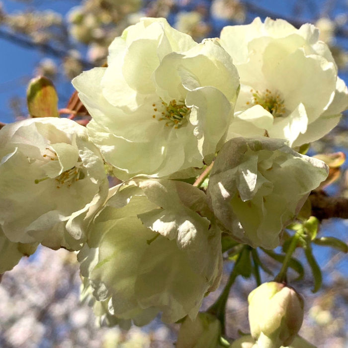 桜 2024 Kawasaki ZX-14R 40th Anniversary Edition with 421 Miles
