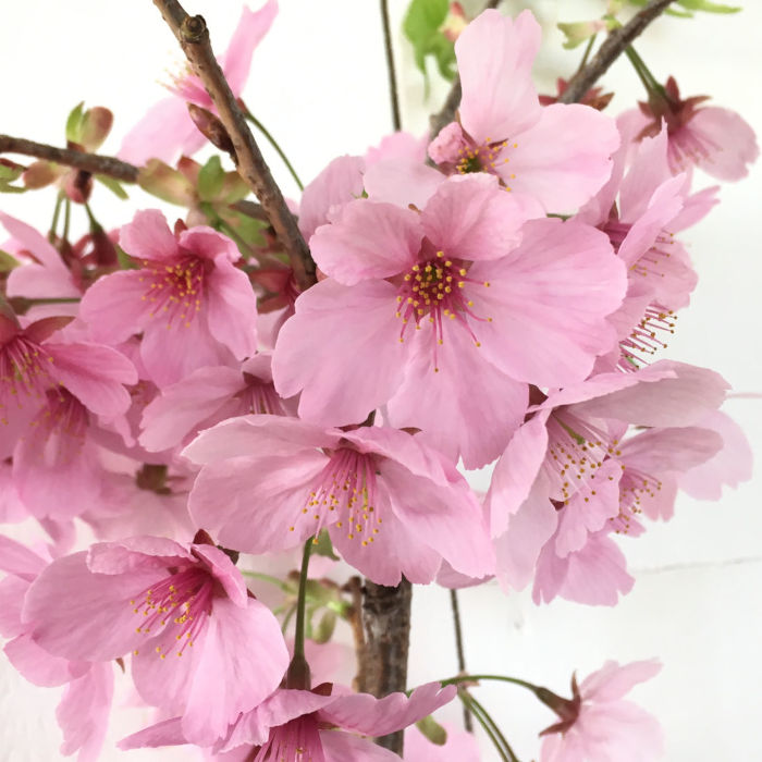 楽天市場】サクラ 紅吉野桜 15cmポット 苗 : トオヤマグリーン