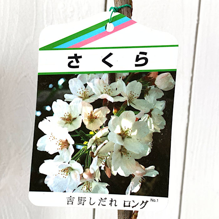 楽天市場】サクラ 紅吉野桜 15cmポット 苗 : トオヤマグリーン